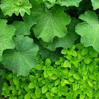 Close up of Green Leaves