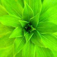 Detail of Crown Imperial Leaves