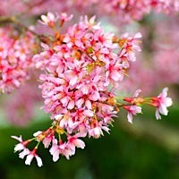 spring-cherry-blossums.jpg