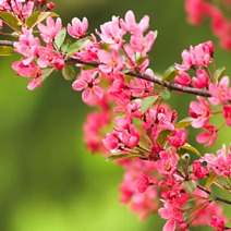 pink-cherry-tree-blossums.jpg