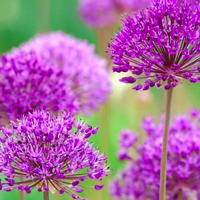 Allium Hollandicum