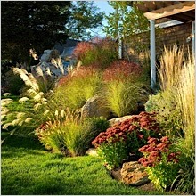 Ornamental Grasses