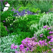 Perennial Garden